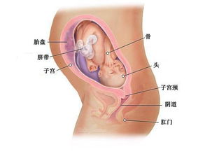 怀孕三个月半胎儿图(【三个月胎儿图】怀孕三个月胎儿是什么样子的)
