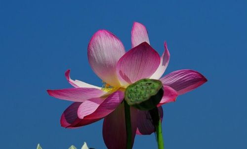 生肖牛 明日运势 1月17日