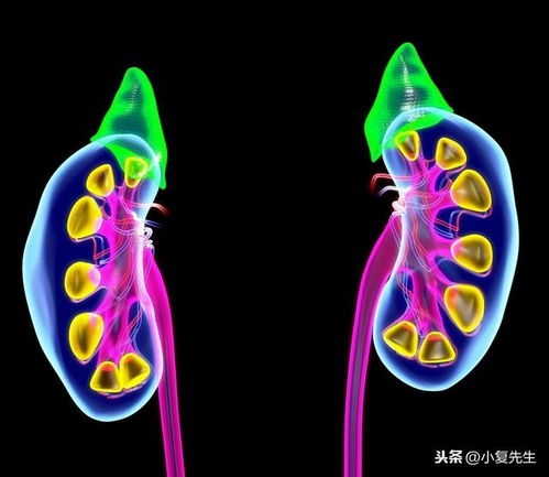 中医肾 西医肾,到底有啥区别 中医 肾 与西医 肾 有啥区别