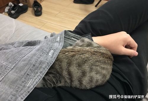 当初坚决不让猫咪床上睡,现在却是搂着猫咪睡觉真香啊