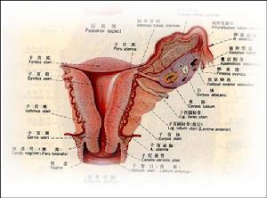 子宫囊肿是什么(子宫囊肿是什么原因导致的应怎么改善呢)