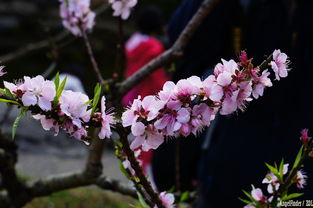 桃花迎春风 桃花源的春节