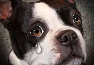 你见过狗狗哭吗 狗狗一般会在哪些情况下哭泣 宠主们别再让它哭泣了
