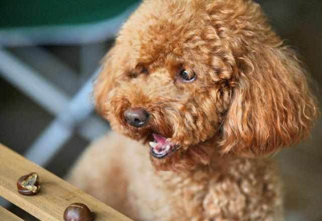 贵宾犬吃什么 牌子狗粮