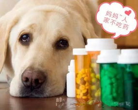狗狗吃驱虫药出现的不良反应,你知道怎么处理吗 