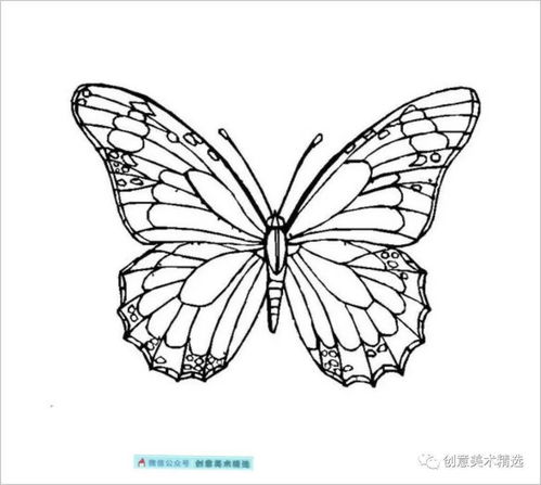 线描蝴蝶黑白装饰图案 