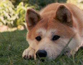 如何给秋田犬起名字