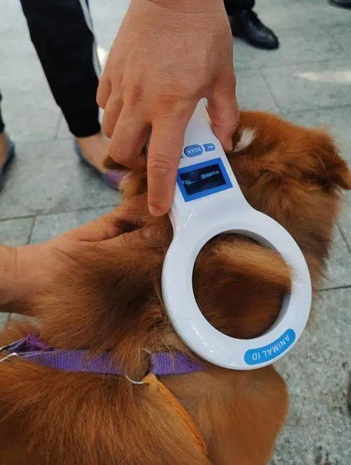 扩散 深圳 10月起,你家的狗狗未植入芯片,将被视为无证养犬