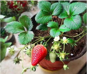 四季草莓有哪些品种,四季草莓怎么培养果大