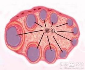 多囊卵巢综合症怎么办(得了多囊卵巢综合症怎么办)