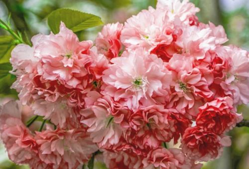 蔷薇科植物有哪些,蔷薇科植物特征都有什么？
