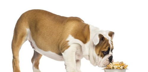狗狗6个月就成年,体型定型不再长了 它的体成熟时间是12个月