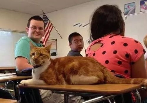 橘猫成学霸猫 我橘猫乞求有姓名,于是它拥有了一张学生证