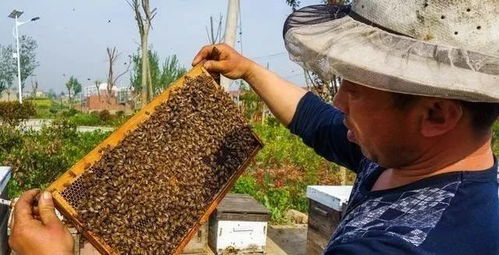 真正的养蜂技术是删繁就简,不要被那些复杂的文章吓蒙了