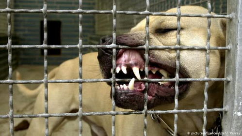 巴西警方捣毁非法斗狗团伙 狗狗被残忍虐待,斗输了就会被吃掉