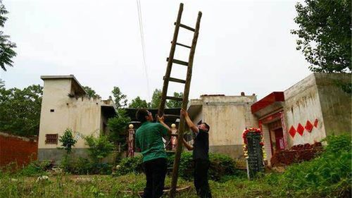 当年,河南大学生将10只鸟卖上千元获刑10年,父母 毁我儿子