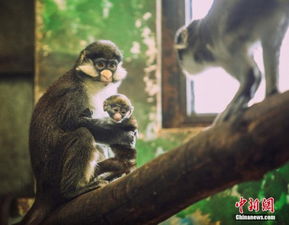 天津动物园首次成功繁殖白鼻长尾猴 