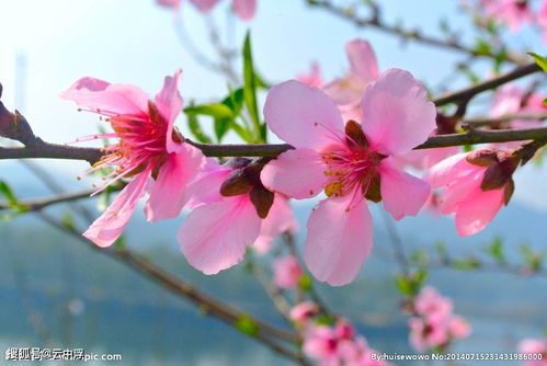 开扒烂桃花比正桃花还旺的生肖,实惨