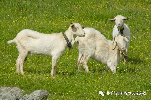 春季如何抓好羊只养膘 做好这三件事