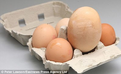 英国诞生世界最大鸡蛋 体积是普通蛋3倍 组图 