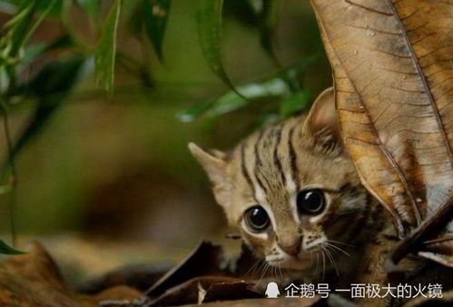 世界上最小的猫科动物,称为 杀戮机器 ,致命程度不亚于老虎