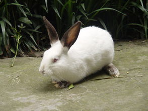 加利福尼亚兔生病了怎么办 加强饲养管理