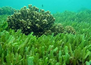海藻属于什么类植物,海藻是苔藓类植物吗？
