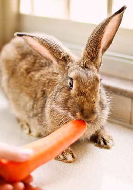 兔子的长耳朵,兔子的长耳朵有什么用?