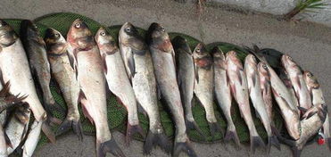 钓友分享一招猪肝钓鲢鳙,首试鱼获破了30斤 