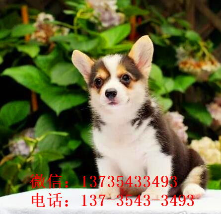 重庆犬舍出售柯基犬宠物狗市场在哪 哪有买狗卖狗