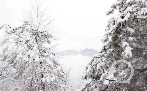 重庆开州雪宝山下雪了 与白雪来场约会吧
