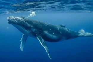 今年的 观鲸季 真的很多人都看到了 维州最佳观鲸时间 地点
