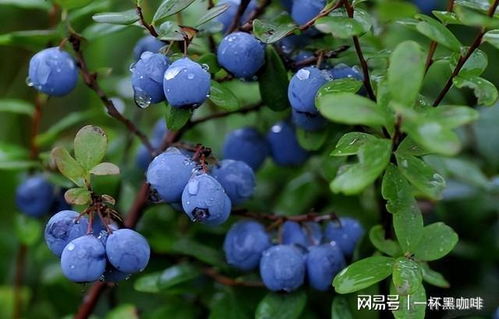 阳台种 蓝莓 ,教你小技巧,座果率高,美味营养,来看看