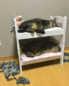 主人给猫准备了两层小床,没想到猫们还挺给面子