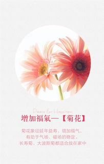 春节快到了,家里放这些植物可以平安招财