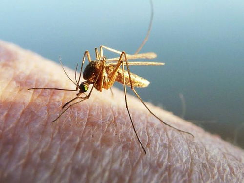 我国每天生产500万只蚊子,还要放生好几年,这些蚊子有什么作用