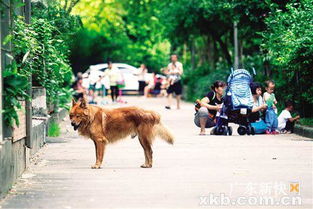 中华田园犬能进广州市区吗 想养狗,你得先知道这些 