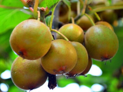 猕猴桃盆栽几年结果,猕猴桃的旺果期是多少年？
