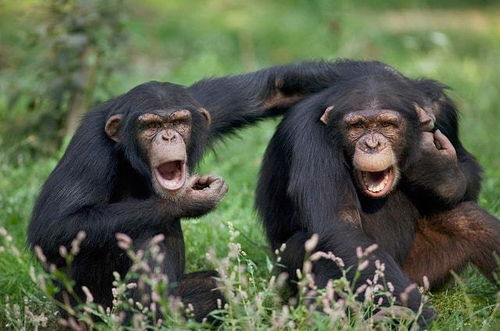 把猩猩当人养,它能学会说话吗 这样的实验科学家做了几十年