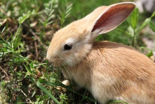 兔兔兔 后半生宿命,尤其是1975年的,菩萨说一切都是天意
