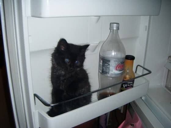 凌晨2点半,我家的猫,偷偷钻进了冰箱