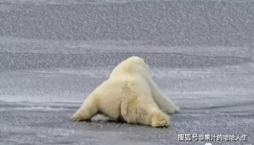 北极熊踩碎冰层,惊慌失措扑倒在地,忘记了其是游泳高手