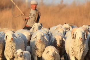 牧民不想养羊了,只有4个理由 