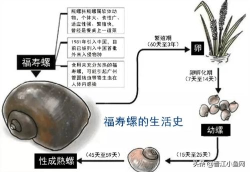 紧急 福建疾控提醒 这种大螺不能吃 严重可致痴呆 甚至死亡