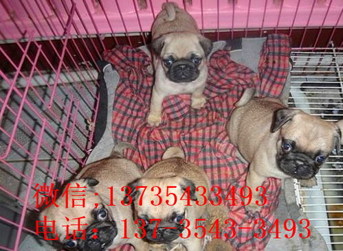 杭州宠物狗狗犬舍出售纯种巴哥犬 哪里有狗市场买狗