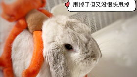 兔子居然爱吃香菜 不爱吃香菜的主人养了只爱吃香菜的兔子