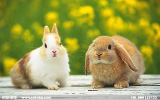 兔子写真 3 20 动物素材