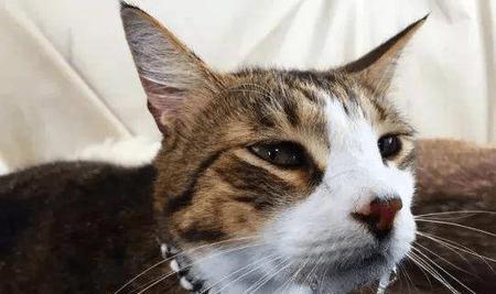 猫咪得肺炎有哪些症状 为什么会得肺炎 怎么治疗