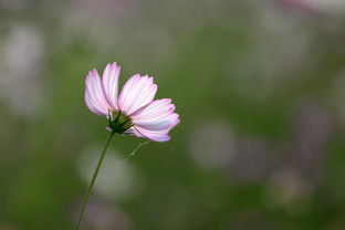 波斯菊花瓣高清特写