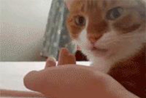 猫咪专心舔猫爪时,主人趁它不注意换成自己的手,然后